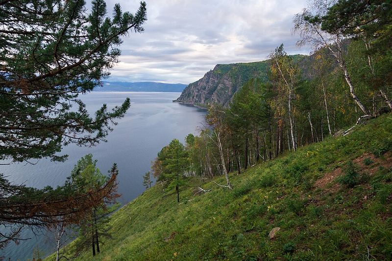 Лесистый берег Байкала, сосны на склоне и вода вдали